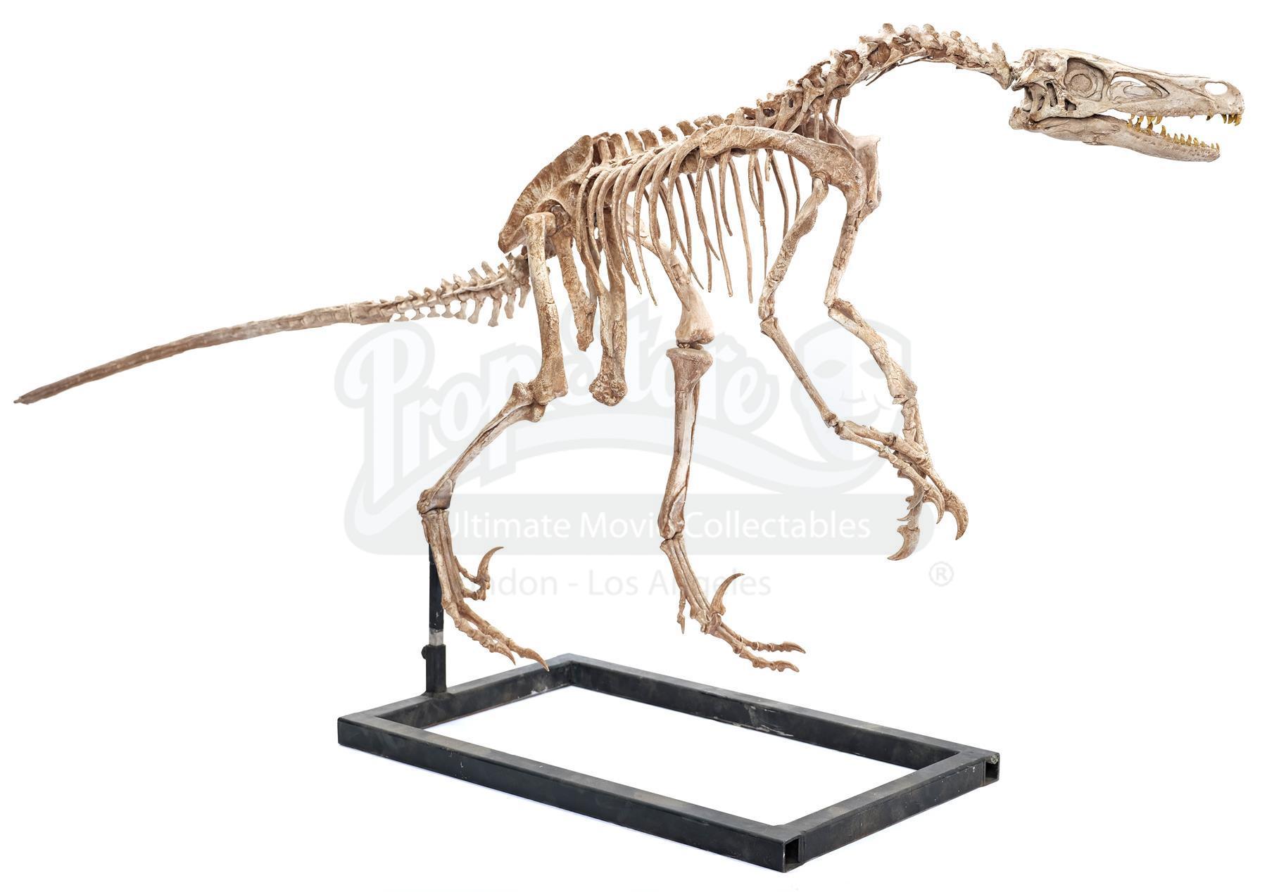 5 foot 9. Velociraptor Skeleton from back. Скелет Велоцираптора фото и рост человека. Emphorosaur-5 (ft.