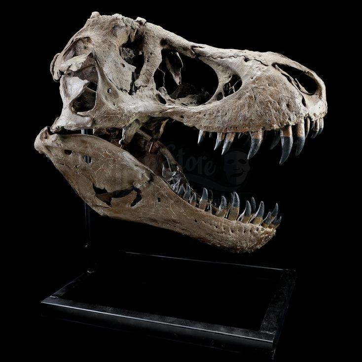 Lot 473 Jurassic World Fallen Kingdom 2018 Mounted 5 Foot Tyrannosaurus Rex Skull 7230